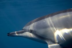 Full frame Hawaiian spinner dolphin in shallow water. by James Kashner 